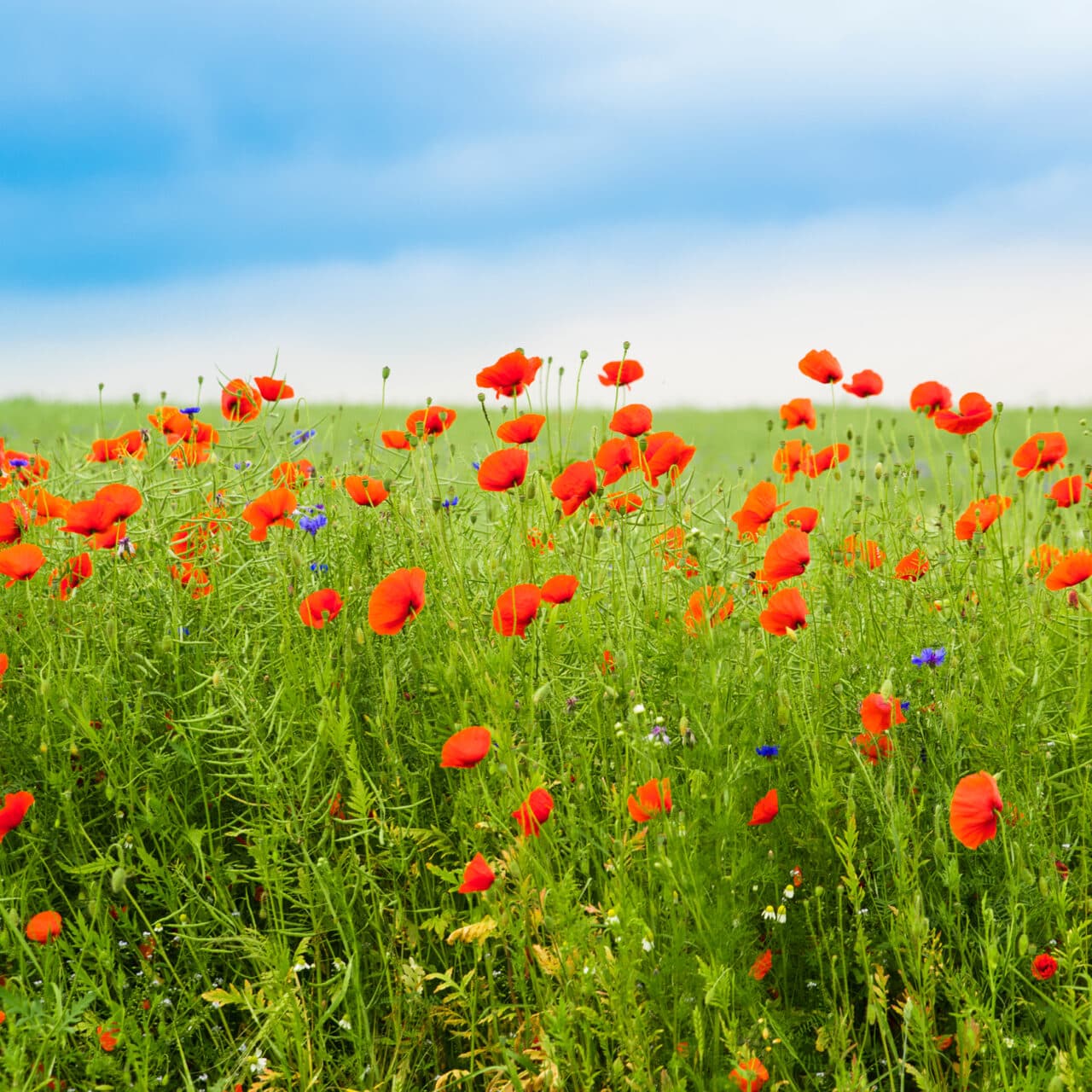 Röd vallmo och andra blommor på en äng